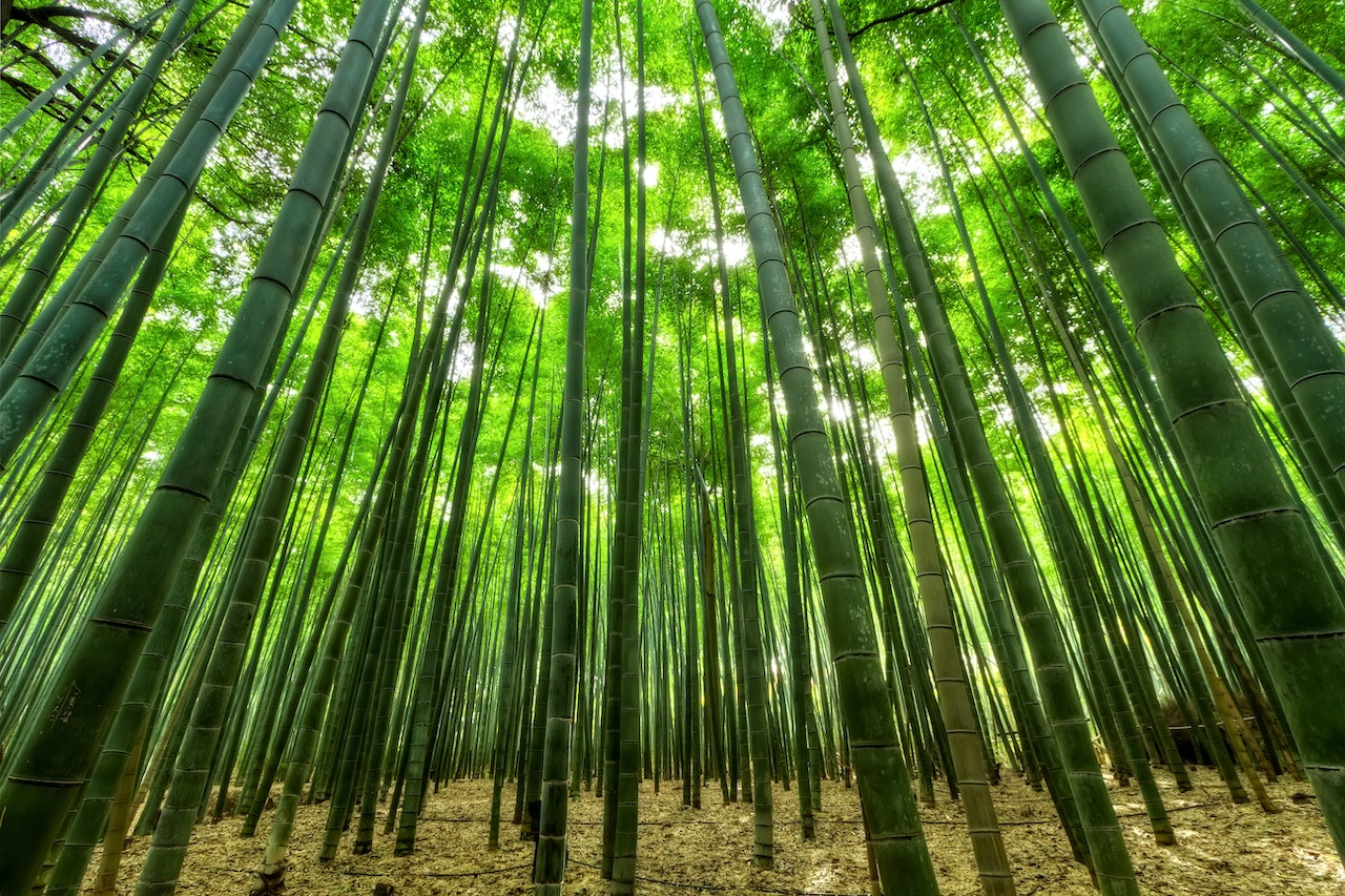 3 ting jeg har lært om bambus